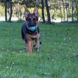 German Shepherd Puppies from Tberry GSD