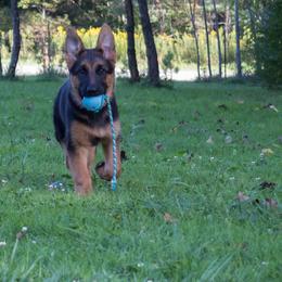 German Shepherd Puppies from Tberry GSD