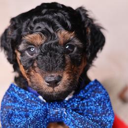 Luca - Phantom male Goldendoodle puppy in Forney, Texas from Diamond Doodle Pups and Poodles