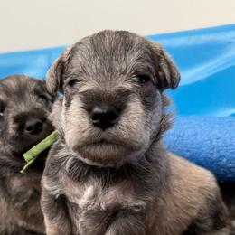 AKC - Fozzie - Green - Salt and pepper male Miniature Schnauzer puppy in Wheeler, Wisconsin from Sue’s Miniature Schnauzers