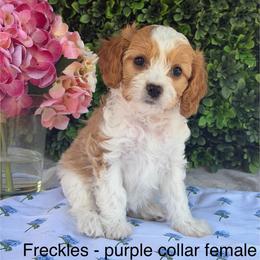 Freckles - Blenheim female Cavapoo puppy in Colorado Springs, Colorado from Shining Star Doodles