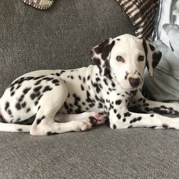Dalmatian Puppies from Whispered Spots Dalmatians
