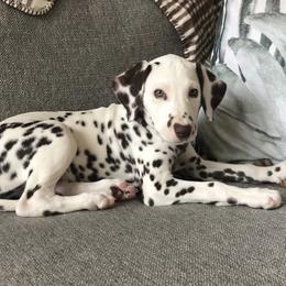 Dalmatian Puppies from Whispered Spots Dalmatians