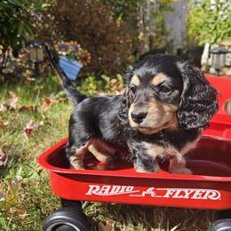 Dachshund Puppies from Pine & Paws Dachshunds