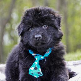 Light Blue Collar - Black male German Shepherd puppy in Howell, Michigan from Sheyenne Buentello's German Shepherds