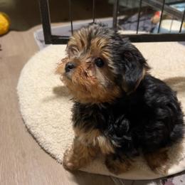 Cooper - Black and tan male Yorkshire Terrier puppy in Kingston, Oklahoma from Lake Life
