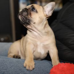 French Bulldog Puppies from Camp Fine Frenchies