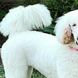 Poodles from Poodled Doodled Mutts