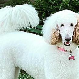 Poodles from Poodled Doodled Mutts