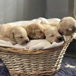 Boy 3 - Golden male Golden Retriever puppy in Albany, Georgia from Sassafras Goldens