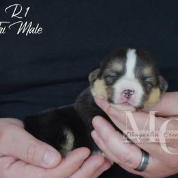 Rowdy 1 - Black and tan male Pembroke Welsh Corgi puppy in Straughn, Alabama from Magnolia Creek Corgis