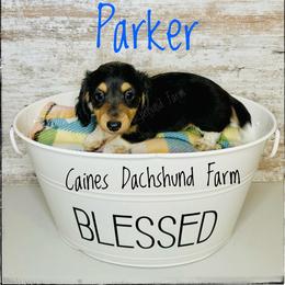Parker - Piebald male Dachshund puppy in Cincinnati, Ohio from Caines Dachshund Farm