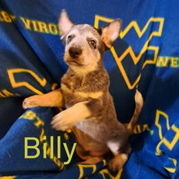 Billy - Blue male Australian Cattle Dog puppy in Morgantown, West Virginia from Hilltop Heelers