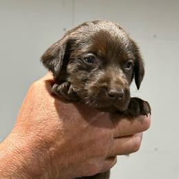 Kingfishet - Chocolate male Labrador Retriever puppy in Isle, Minnesota from Dog Ear Outfitters