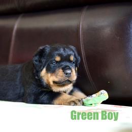 Green Boy - Black and tan male Rottweiler puppy in Vallejo, California from TrenchtownRotties