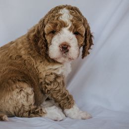 Goldendoodle Puppies from Lover Dover Doodles