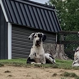 Roxy - Great Dane