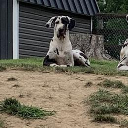 Roxy - Great Dane