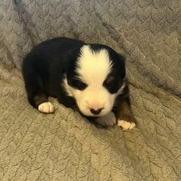 Jasper - Black Miniature Australian Shepherd puppy in Hillsville, Virginia from Lottie's Mini Aussies