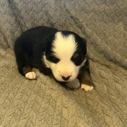 Jasper - Black Miniature Australian Shepherd puppy in Hillsville, Virginia from Lottie's Mini Aussies