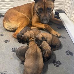 O Male 1 - Black brindle male Dutch Shepherd puppy in Alum Creek, West Virginia from Stay Wild K9