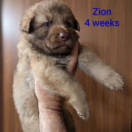 Zion - Liver male German Shepherd puppy in Olean, New York from F&B Kennels