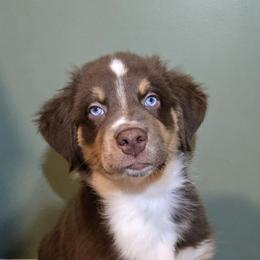 Gingy - Red tri-color male Australian Shepherd puppy in Peach Bottom, Pennsylvania from Arcadia Australian Shepherds