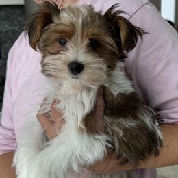 Langston - Parti male Yorkshire Terrier puppy in West Fargo, North Dakota from A Yorkie Tale