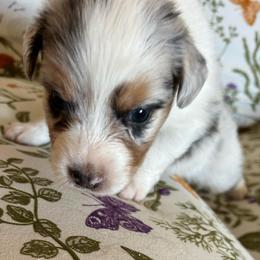 Sweet Home Alabama - Blue merle male Australian Shepherd puppy in Alamogordo, New Mexico from Two Nichols Aussies