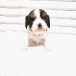 Fiyero - Tri-color male Cavalier King Charles Spaniel puppy in Wilburton, Oklahoma from My Kids Kennel