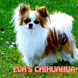 Timmy - Chihuahua