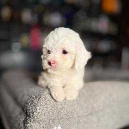 Snow White - White female Cavapoo puppy in South Jordan, Utah from Wasatch Pup