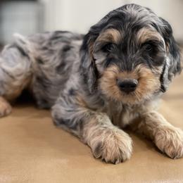 English Springer Spaniel, Poodle, and Springerdoodle Puppies from Little Mountain Springers, Springerdoodles & Poodles