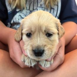 Sky blue collar - Light golden male Golden Retriever puppy in Indianapolis, Indiana from ZuGolden Retrievers & Doodles