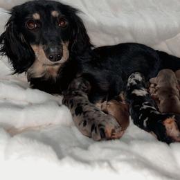 Zinnie - Dachshund