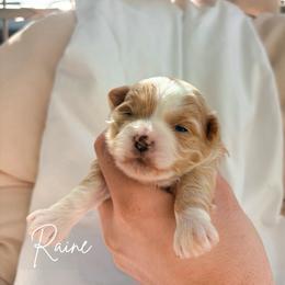 Raine - Apricot female Maltipoo puppy in Vancouver, Washington from Pnwfamilydoodles