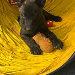 Knox - Black brindle male Dutch Shepherd puppy in Sierra Vista, Arizona from KnightWatch K-9