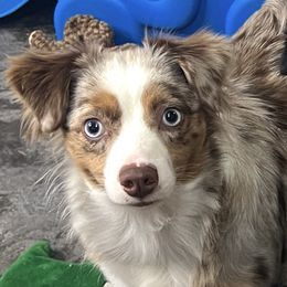 Daphne - Miniature Australian Shepherd