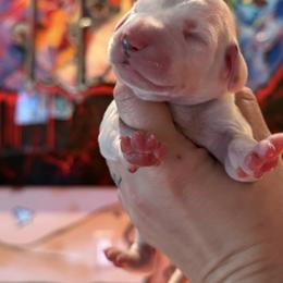 Female 1 - White and black female Dalmatian puppy in Lake Mathews, California from Bully Market