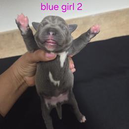 Girl 1 - female Staffordshire Bull Terrier puppy in Houston, Texas from Khaleesi Kennel