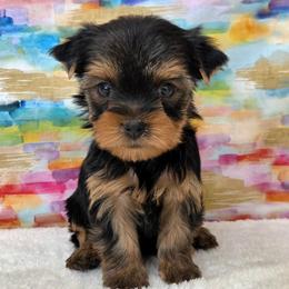 Mia - Blue and gold female Yorkshire Terrier puppy in Monticello, Iowa from Ashley’s Puppies