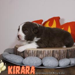 Australian Shepherd Puppies from Starlit Grove Australian Shepherds
