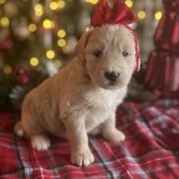 Prancer - Cream female Goldendoodle puppy in The Woodlands, Texas from Gracie's Goldendoodles and Bernedoodles