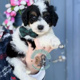 Coal - Black and white male Sheepadoodle puppy in Marion, Ohio from Doodles & Doxies