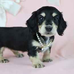 Sadie - Black and cream female Dachshund puppy in Wakarusa, Indiana from PuppyLove Dachshunds
