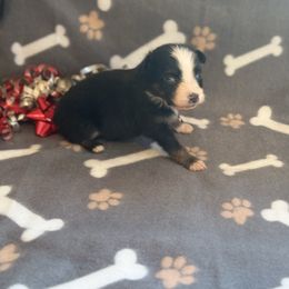 Girl 3 - Black tri female Miniature Australian Shepherd puppy in Ellsworth, Kansas from Flying H Mini Aussies