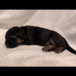 Red color - Black and red female German Shepherd puppy in Marion, Ohio from Legacy K9’s