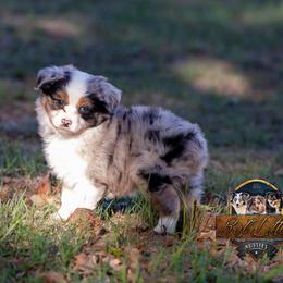 Rascal - Blue merle male Miniature American Shepherd puppy in Granbury, Texas from Best Little Aussies