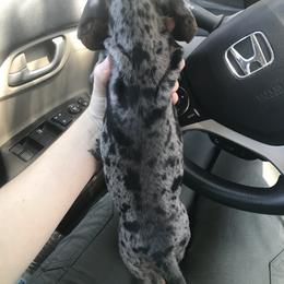 Dachshund Puppies from Hursh’s Hounds