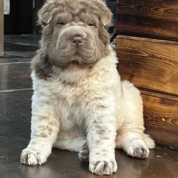Chinese Shar-Pei Puppies from SNK Shar-Pei